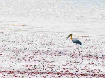 Sundarban Strip Wildlife